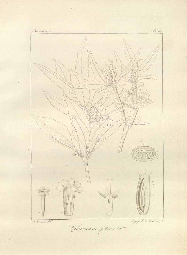 Illustration Viburnum foetens, Par Jacquemont, V., Decaisne,, J., Voyage dans lInde pendant les anne&#769;es 1828 a&#768; 1832 (1841-1844) Voy. Inde vol. 4(3): (1844) t. 84, via plantillustrations 
