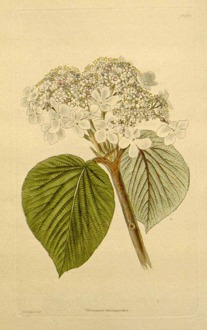 Illustration Viburnum lantanoides, Par Loddiges, C.L., botanical cabinet [C. Loddiges] (1817-1833) Bot. Cab. vol. 16 (1829) [tt. 1501-1600] t. 1570, via plantillustrations 