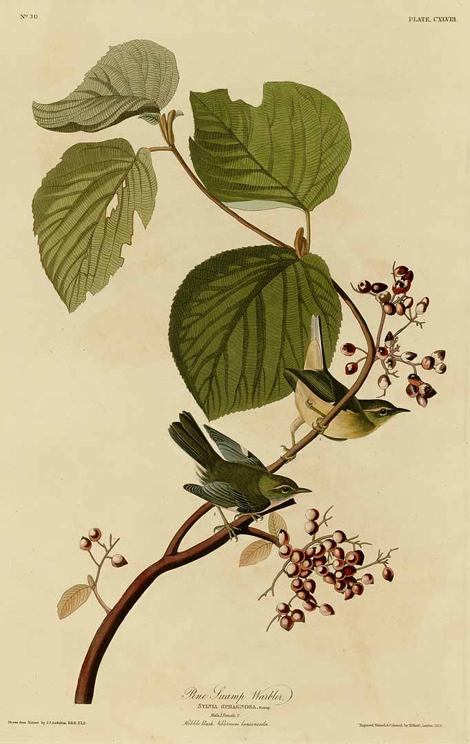 Illustration Viburnum lantanoides, Par Audubon, J.J., Birds of America [double elephant folio edition] (1826-1838)  t. 148, via plantillustrations 