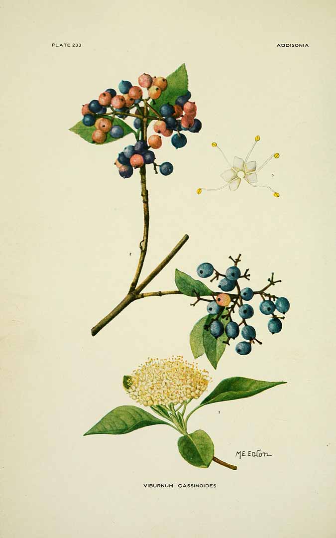 Illustration Viburnum nudum, Par Addisonia (1916-1964) Addisonia vol. 7 (1922) t. 233, via plantillustrations 
