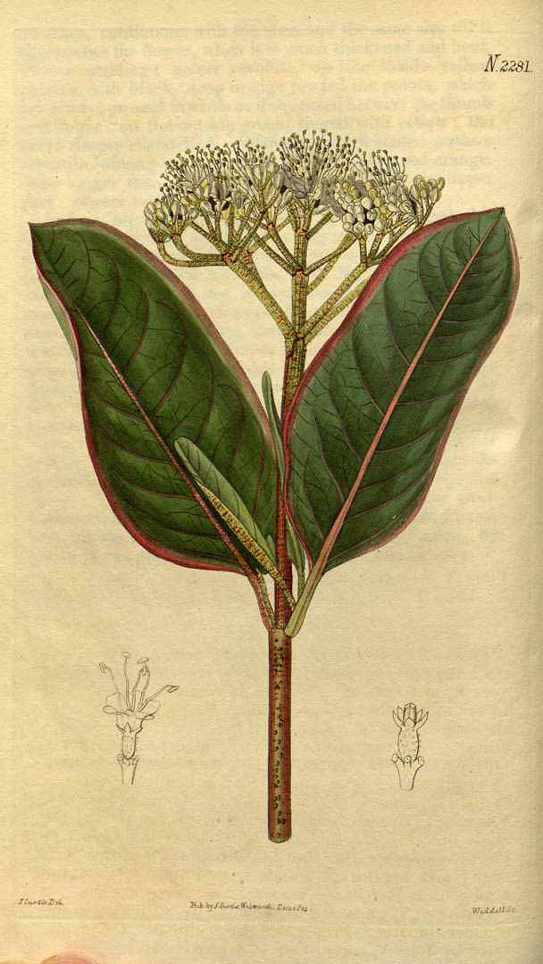 Illustration Viburnum nudum, Par Curtis, W., Botanical Magazine (1800-1948) Bot. Mag. vol. 49 (1822) [tt. 2273-2355] t. 2281, via plantillustrations 