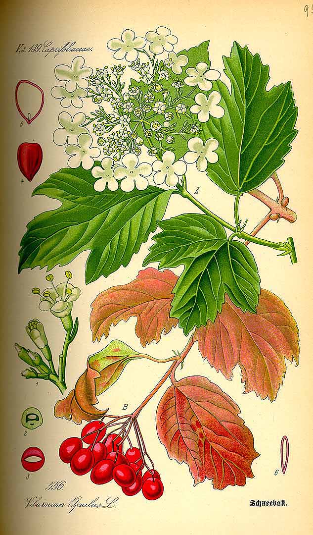 Illustration Viburnum opulus, Par Thomé, O.W., Flora von Deutschland Österreich und der Schweiz (1886-1889) Fl. Deutschl. vol. 4 (1885) t. 556, via plantillustrations 