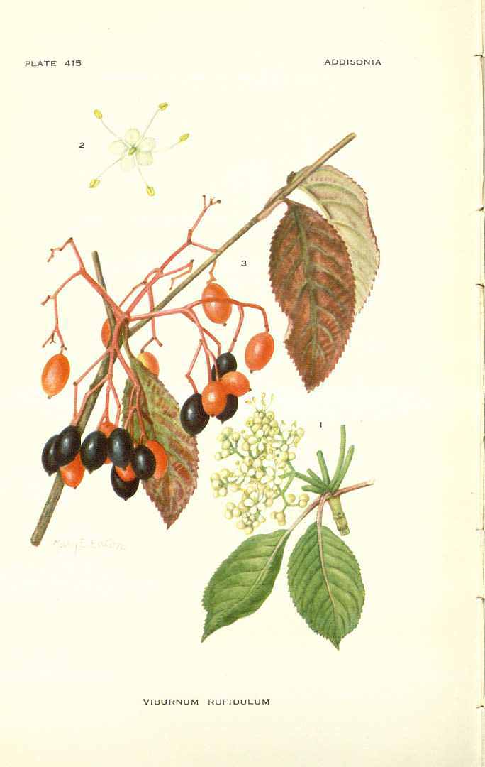 Illustration Viburnum rufidulum, Par Addisonia (1916-1964) Addisonia vol. 12 (1927) t. 415, via plantillustrations 