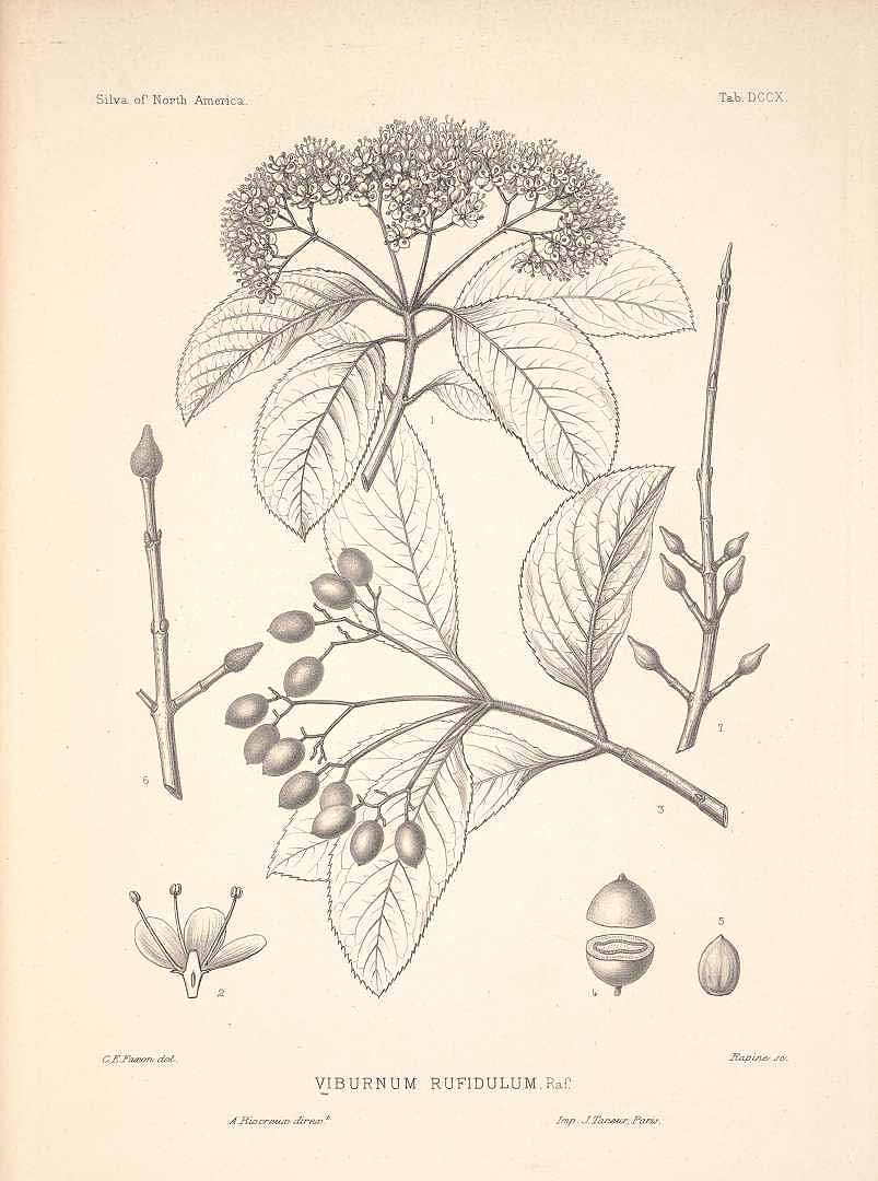 Illustration Viburnum rufidulum, Par Sargent, C.S., Silva of North America (1891-1902) Silva vol. 14 (1902) t. 710, via plantillustrations 