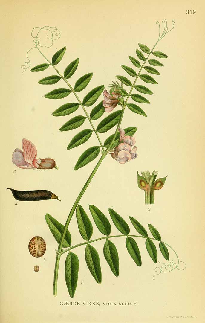 Illustration Vicia sepium, Par Lindman, C.A.M., Bilder ur Nordens Flora Bilder Nordens Fl. vol. 2 (1922) t. 319, via plantillustrations 