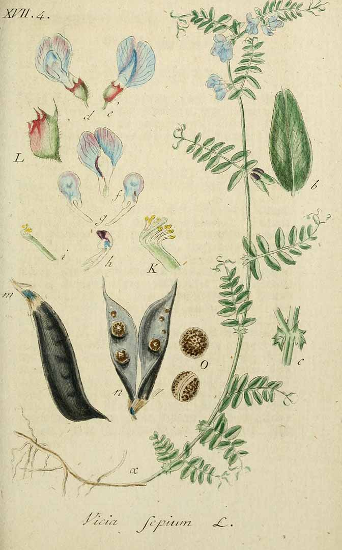 Illustration Vicia sepium, Par Sturm, J., Sturm, J.W., Deutschlands flora (1798-1855) Deutschl. Fl. vol. 8 (1810) t. 48] , via plantillustrations 