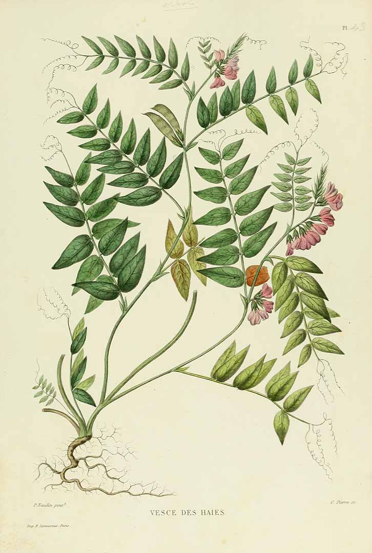 Illustration Vicia sepium, Par Gourdon, J., Naudin, P., Nouvelle iconographie fourragère, Atlas (1865-1871)  t. 43	p. 173 , via plantillustrations 