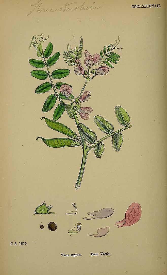 Illustration Vicia sepium, Par Smith, J.E., English botany, or coloured figures of British plants, ed. 3 [B] [J.E. Sowerby et al] (1863-1899) Engl. Bot., ed. 3 vol. 3 (1864) t. 388, via plantillustrations 