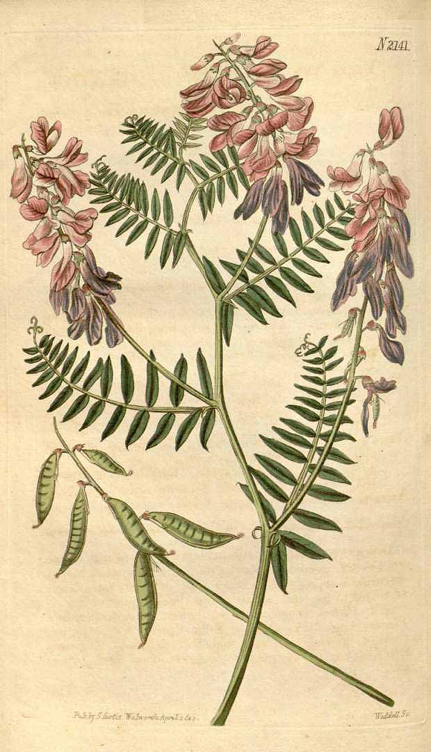 Illustration Vicia tenuifolia, Par Curtis, W., Botanical Magazine (1800-1948) Bot. Mag. vol. 47 (1820) [tt. 2105-2188] t. 2141, via plantillustrations 