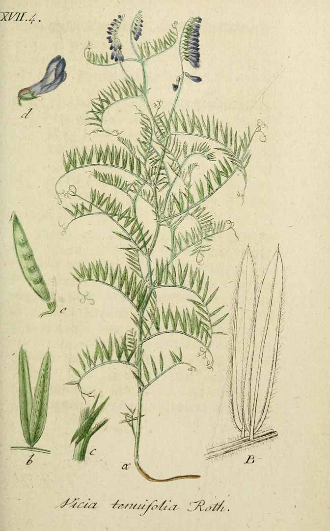 Illustration Vicia tenuifolia, Par Sturm, J., Sturm, J.W., Deutschlands flora (1798-1855) Deutschl. Fl. vol. 8 (1810) t. 39] , via plantillustrations 