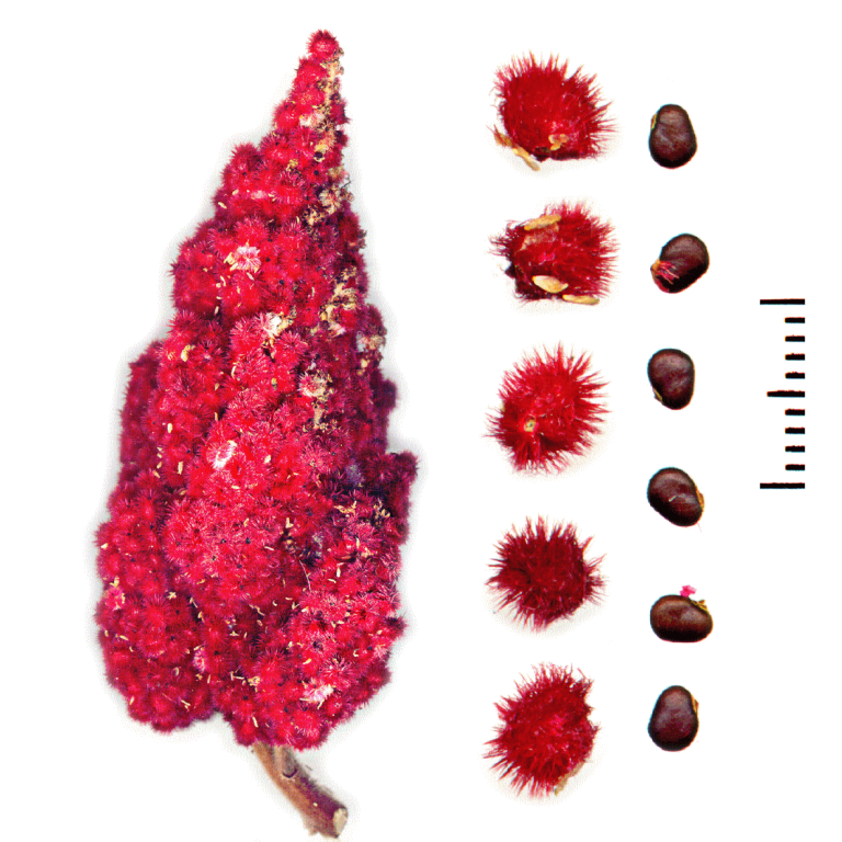 Illustration Rhus typhina, Par Gmihail, via x 