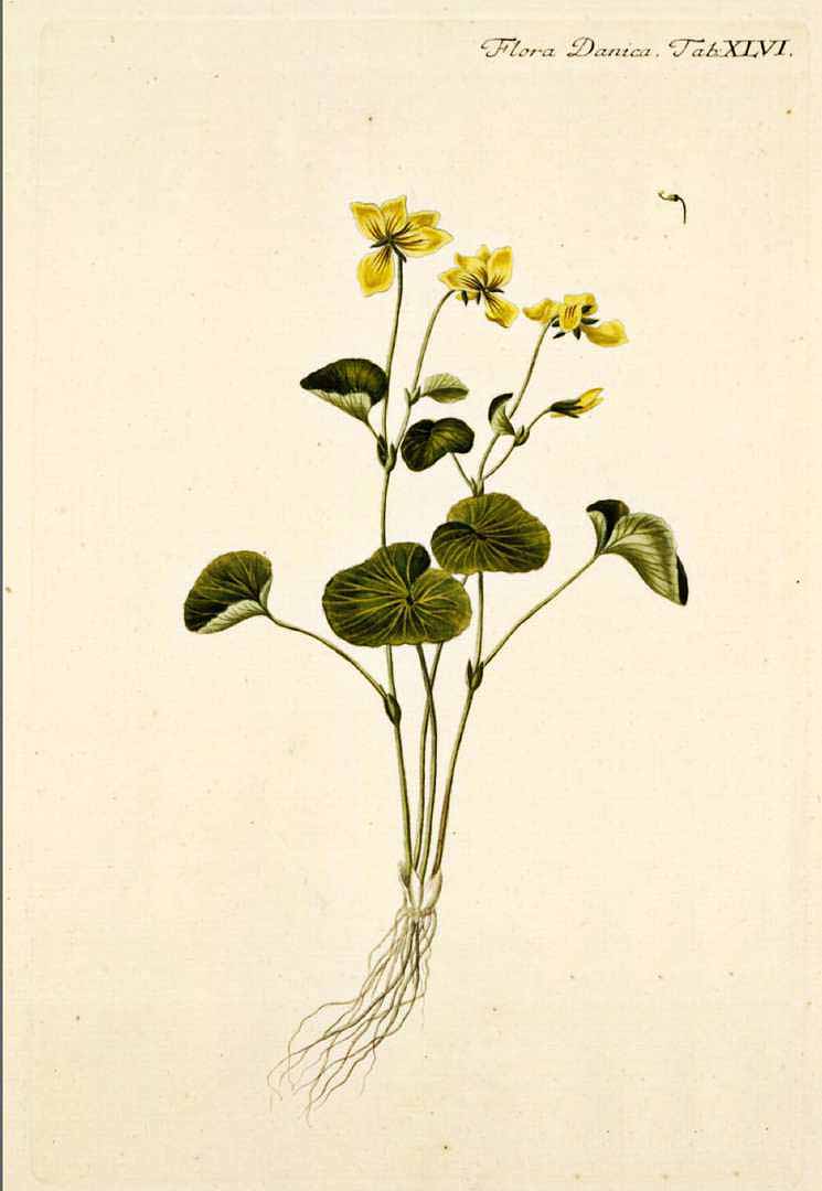 Illustration Viola biflora, Par Oeder, G.C., Flora Danica (1761-1861) Fl. Dan. vol. 1 (1761-1766) [tt. 1-180] t. 46, via plantillustrations 