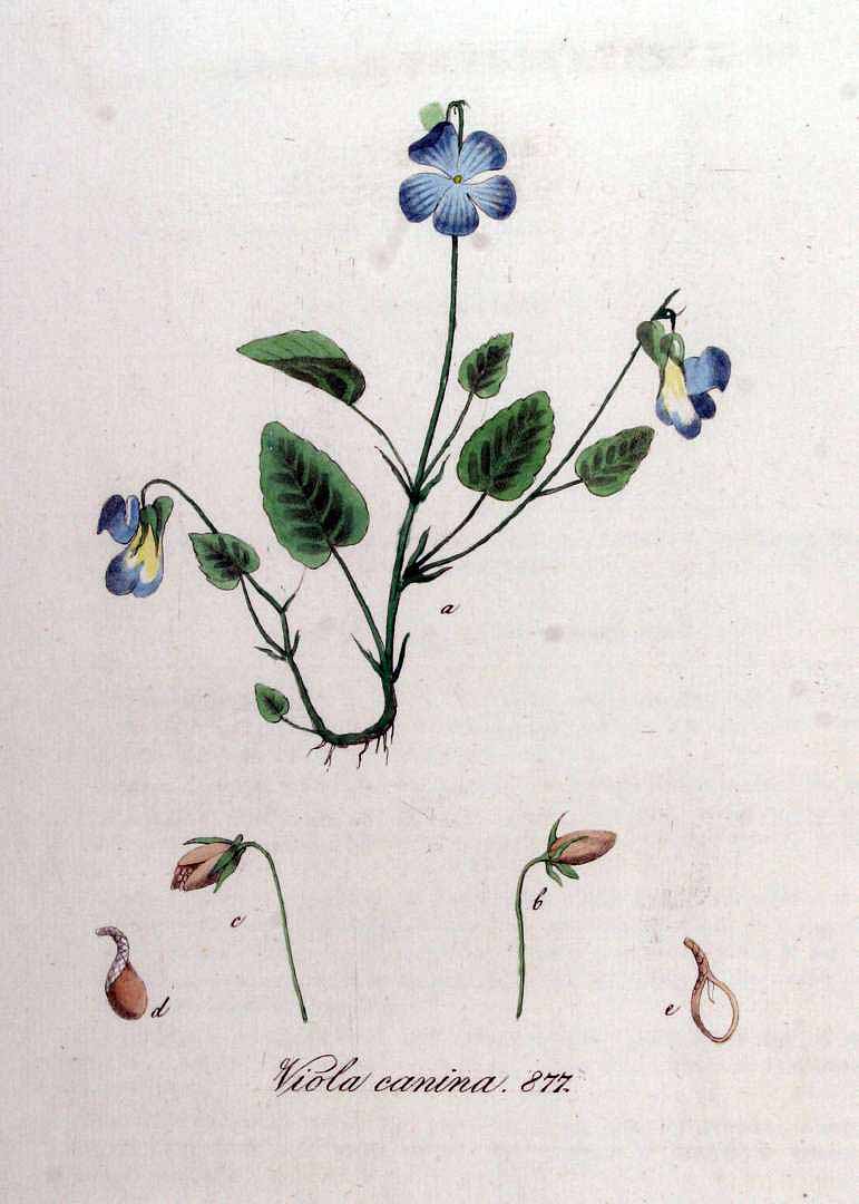 Illustration Viola canina, Par Kops, J., Flora Batava (1800-1934) Fl. Bat. vol. 11 (1853) t. 877, via plantillustrations 