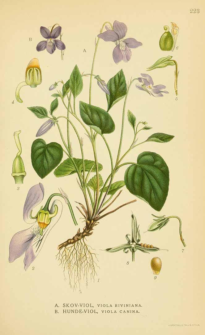 Illustration Viola canina, Par Lindman, C.A.M., Bilder ur Nordens Flora Bilder Nordens Fl. vol. 2 (1922) t. 223, via plantillustrations 