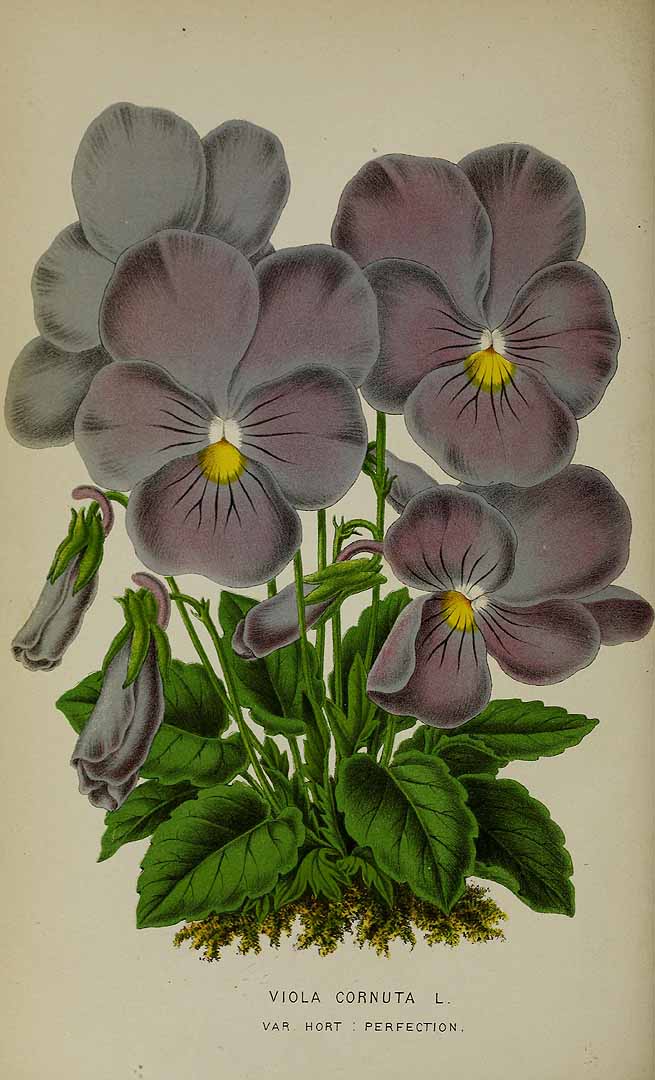 Illustration Viola cornuta, Par Belgique horticole, journal des jardins et des vergers (1851-1885) Belgique Hort. vol. 21 (1871) t. 9, via plantillustrations 