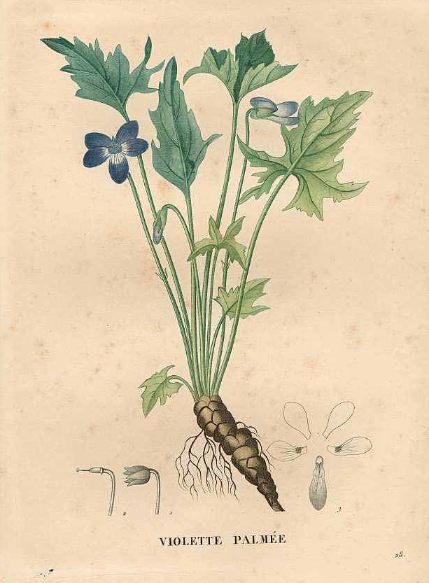 Illustration Viola palmata, Par Jaume Saint-Hilaire, J.H., flore et la pomone françaises (1828-1833) Fl. Pom. Franç. vol. 1 (1828) t. 28, via plantillustrations 