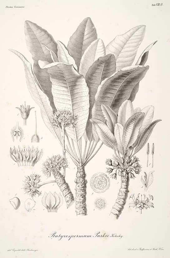 Illustration Vitellaria paradoxa, Par Kotschy, C.G.T., Peyritsch, J., J.A., A.F.P., Plantae Tinneanae (1867) Pl. Tinn. (1867) t. 8, via plantillustrations 