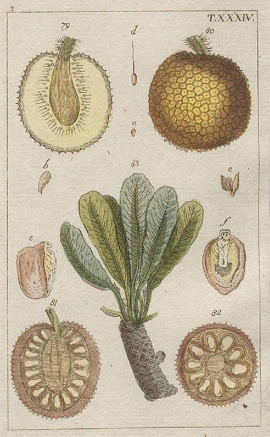 Illustration Vitellaria paradoxa, Par Wilhelm, G.T., Unterhaltungen aus der Naturgeschic