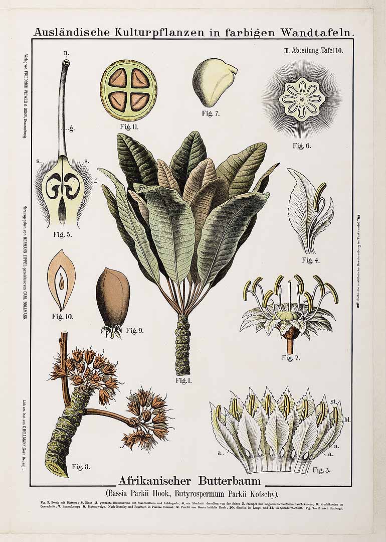 Illustration Vitellaria paradoxa, Par Ausländische Kulturpflanzen in farbigen Wandtafeln, via plantillustrations 