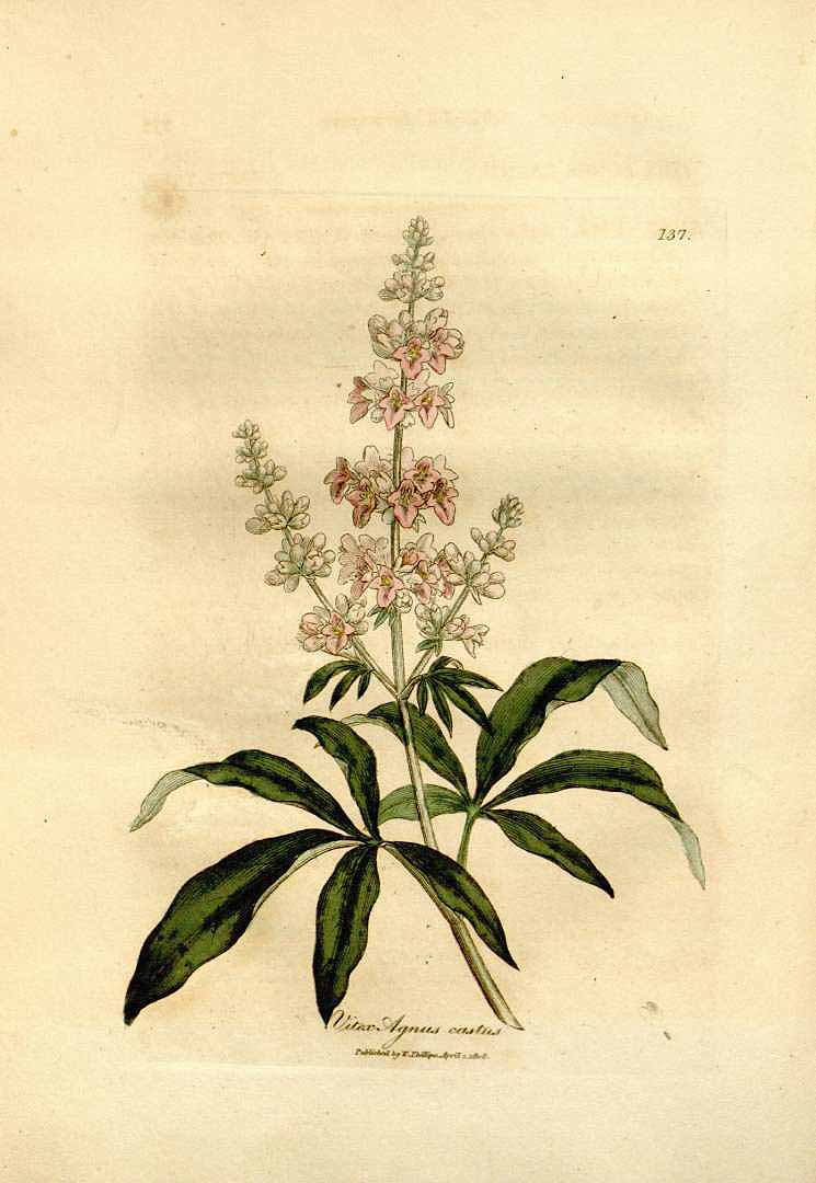 Illustration Vitex agnus-castus, Par Woodville, W., Hooker, W.J., Spratt, G., Medical Botany, 3th edition (1832) Med. Bot., ed. 3 vol. 3 (1832) t. 137, via plantillustrations 