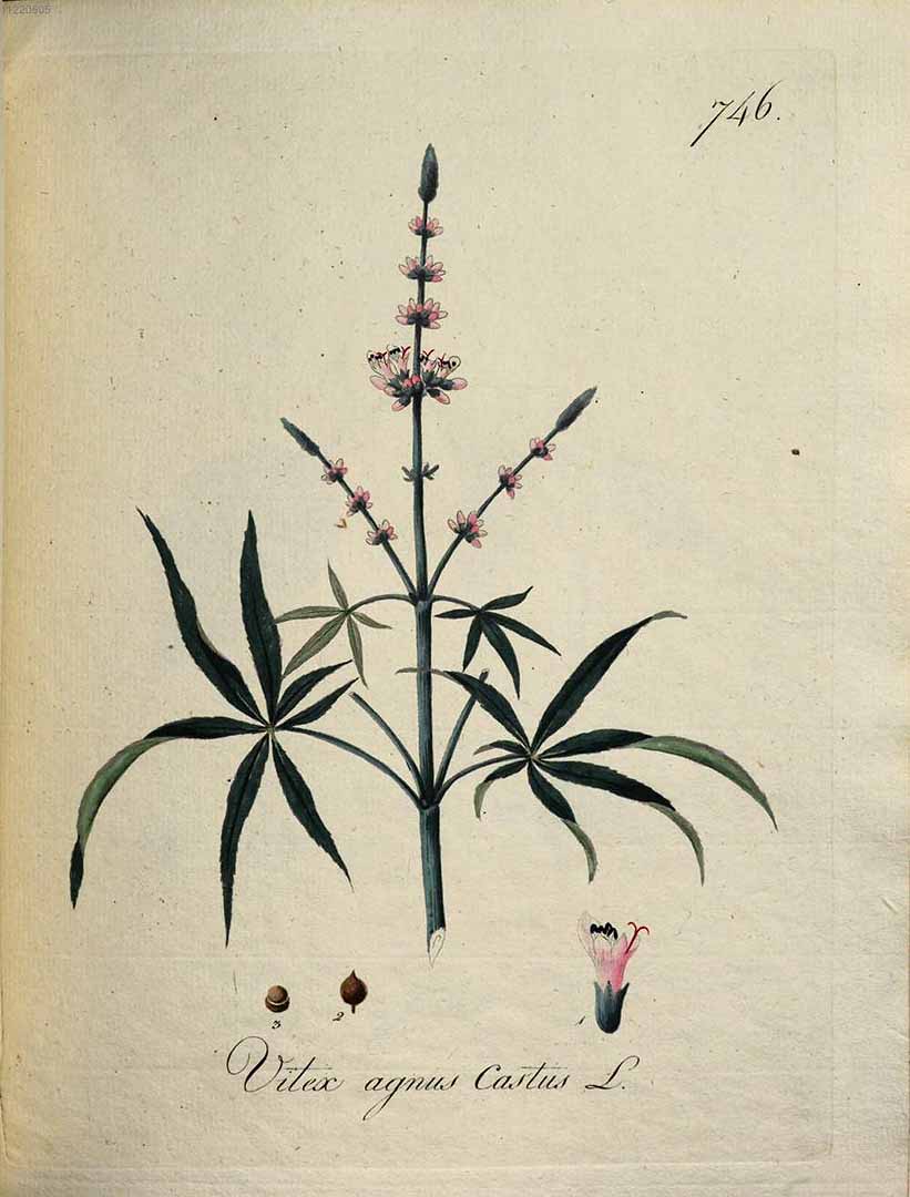 Illustration Vitex agnus-castus, Par Kerner, J.S., Abbildungen aller ökonomischen Pflanzen (1786-1798) Abbild. Oekon. Pfl. vol. 8 (1796) t. 746, via plantillustrations 
