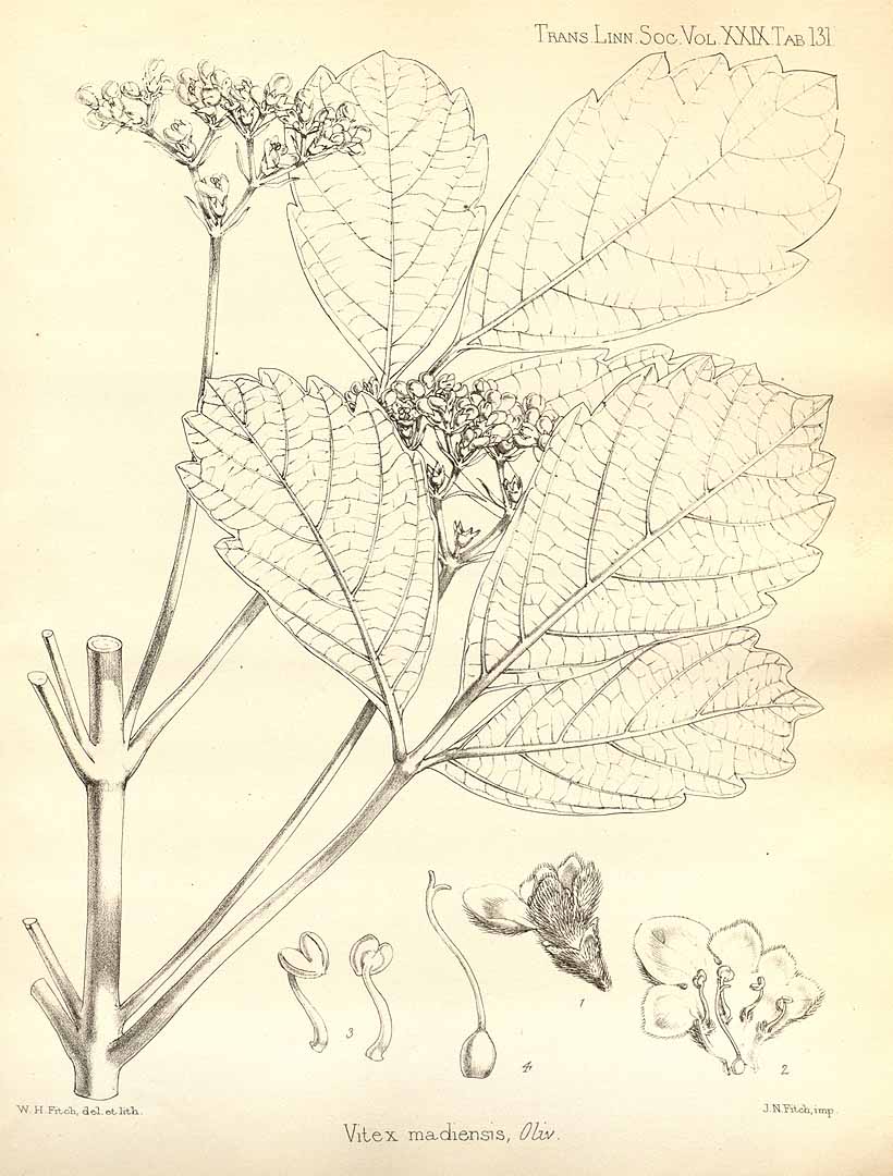 Illustration Vitex madiensis, Par Transactions of the Linnean Society of London (1791-1875) Trans. Linn. Soc. London vol. 29 (1875) t. 131, via plantillustrations 
