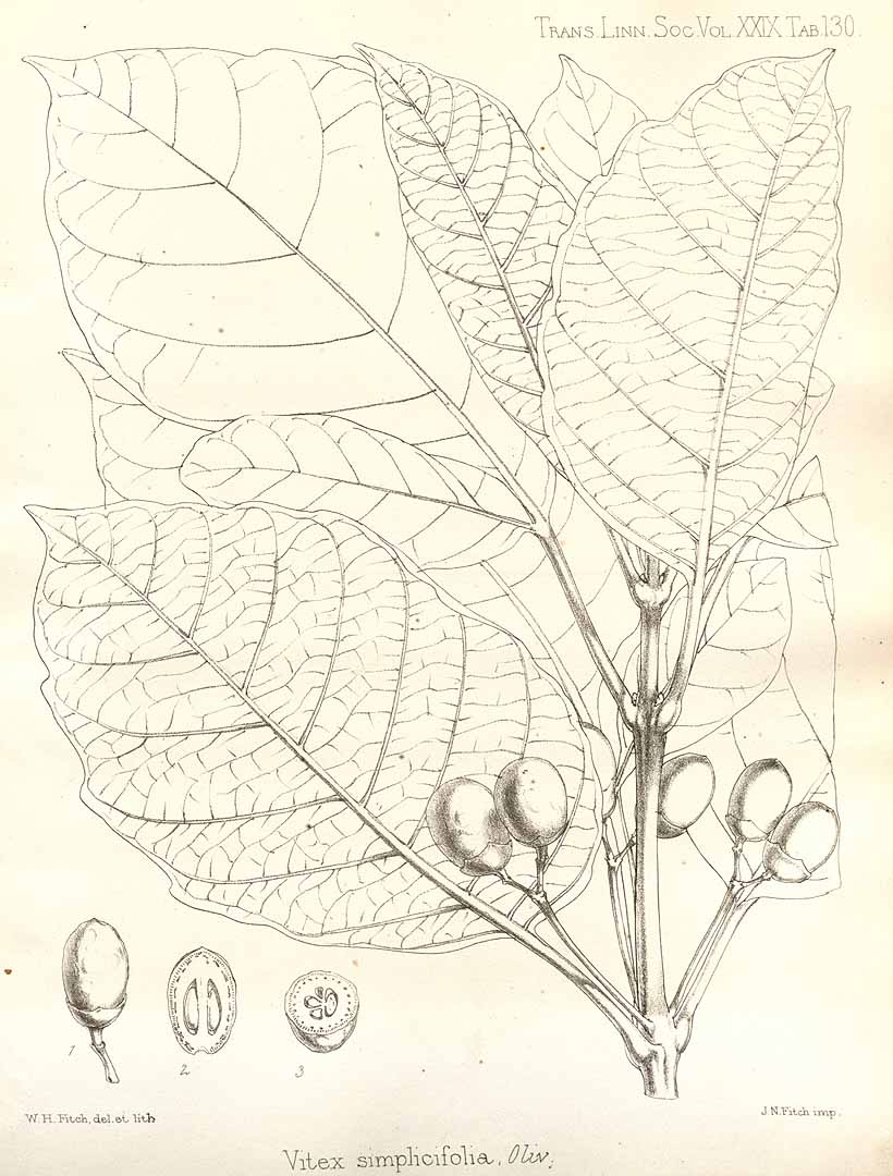 Illustration Vitex madiensis, Par Transactions of the Linnean Society of London (1791-1875) Trans. Linn. Soc. London vol. 29 (1875) t. 130, via plantillustrations 
