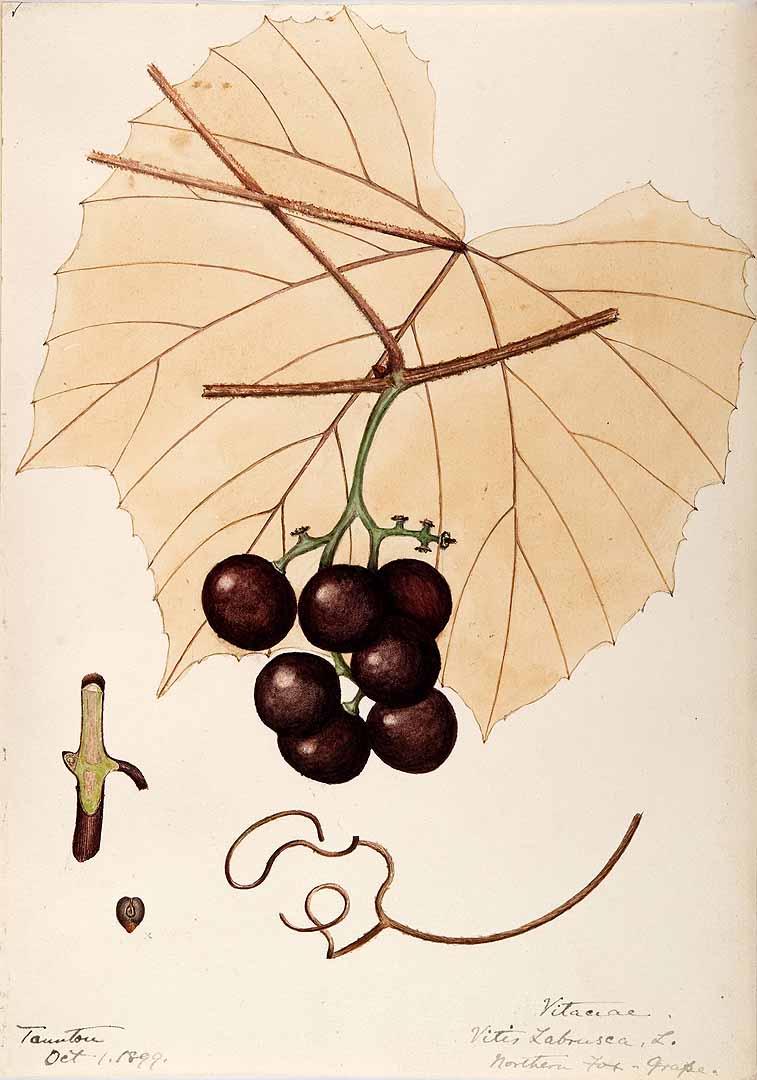 Illustration Vitis labrusca, Par Sharp, Helen, Water-color sketches of American plants, especially New England (1888-1910) Water-color Sketches Amer. Pl., via plantillustrations 