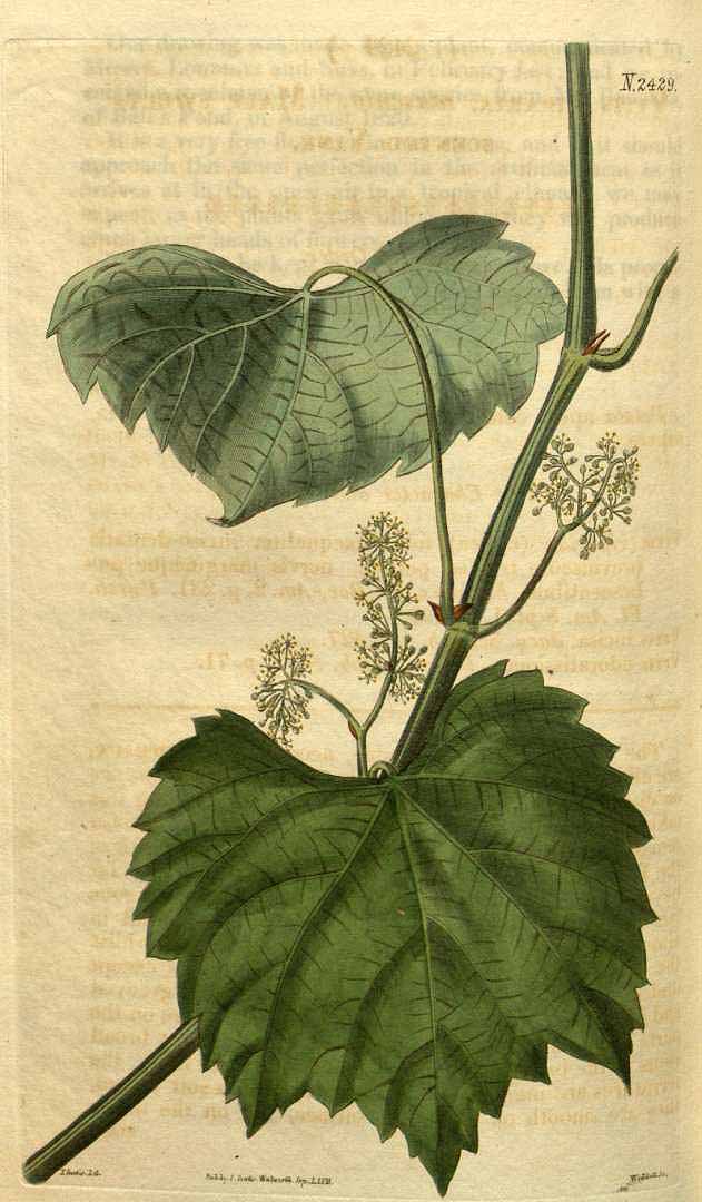 Illustration Vitis vulpina, Par Curtis, W., Botanical Magazine (1800-1948) Bot. Mag. vol. 50 (1823) [tt. 2356-2440] t. 2429, via plantillustrations 
