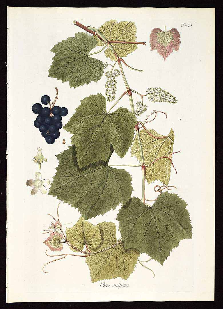 Illustration Vitis vulpina, Par Jacquin, N.J. von, Plantarum rariorum horti caesarei Schoenbrunnensis descriptiones et icones (1797-1804) Pl. Hort. Schoenbr. vol. 4 (1804) t. 425, via plantillustrations 