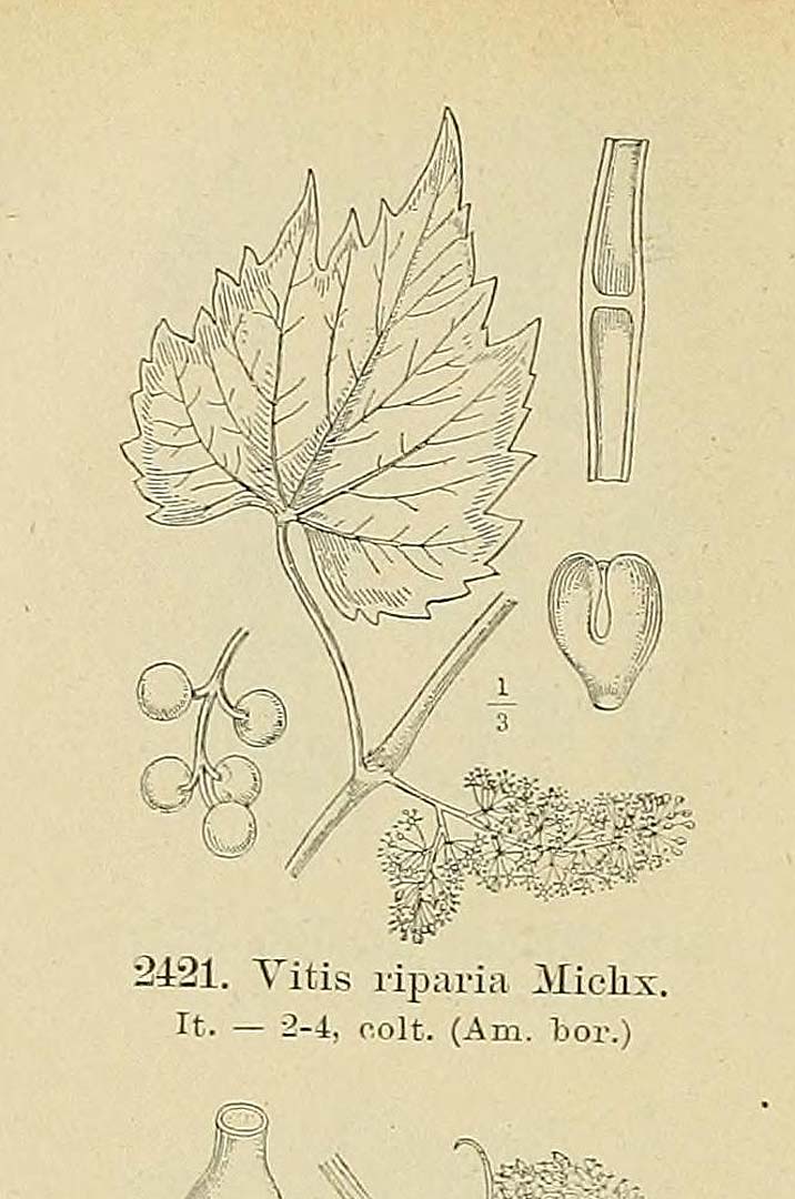 Illustration Vitis vulpina, Par Fiori, A., Paoletti, G., Iconographia florae italicae (1895-1904) Iconogr. Fl. Ital. t. 2421	p. 298 f. 2 , via plantillustrations 
