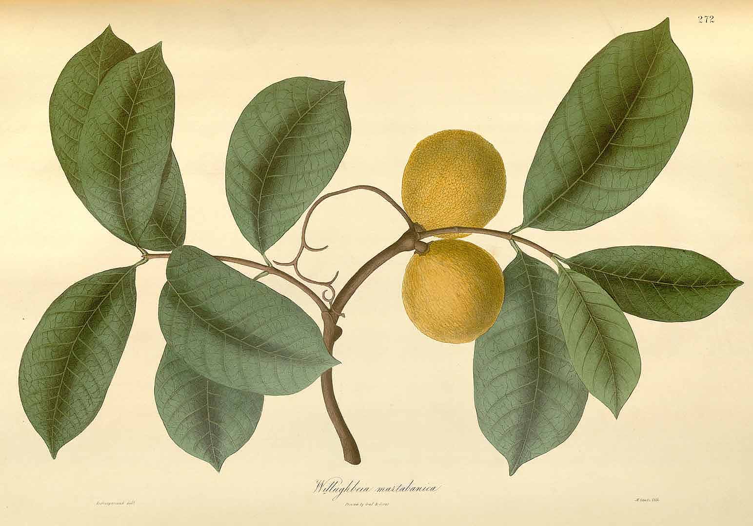 Illustration Willughbeia edulis, Par Wallich, N., Plantae Asiaticae Rariores (1830-1832) Pl. Asiat. Rar. vol. 3 (1832) t. 272, via plantillustrations 