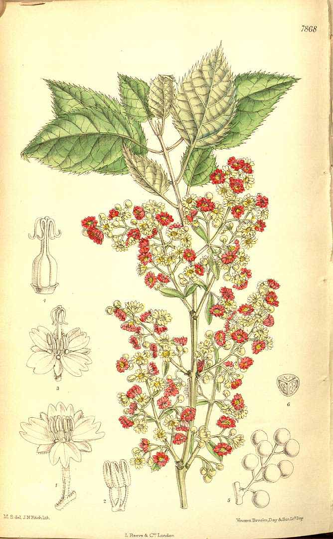 Illustration Aristotelia serrata, Par Curtis, W., Botanical Magazine (1800-1948) Bot. Mag. vol. 128 (1902), via plantillustrations 