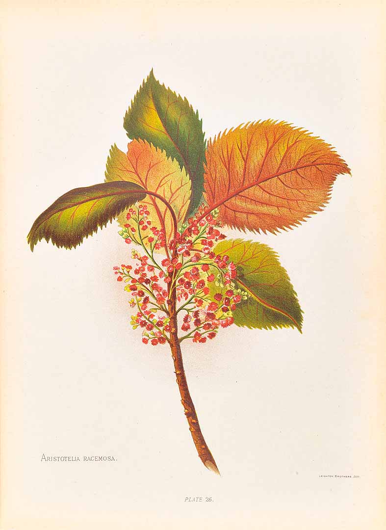 Illustration Aristotelia serrata, Par Hetley, G.B., native flowers of New Zealand (1888), via plantillustrations 
