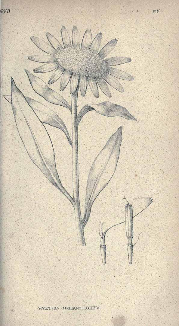 Illustration Wyethia helianthoides, Par Journal of the Academy of Natural Sciences of Philadelphia (1817-1918) J. Acad. Nat. Sci. Philadelphia vol. 7 t. 5, via plantillustrations 