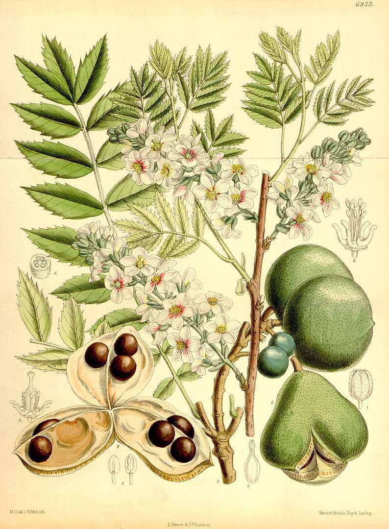 Illustration Xanthoceras sorbifolium, Par Curtis, W., Botanical Magazine (1800-1948) Bot. Mag. vol. 113 (1887) [tt. 6913-6972] t. 6923, via plantillustrations 