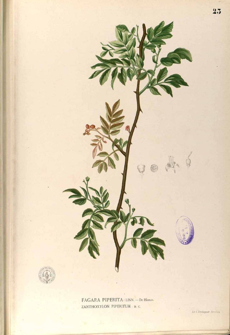 Illustration Zanthoxylum piperitum, Par Blanco, M., Flora de Filipinas, ed. 3 (1877-1883) Fl. Filip., ed. 3 t. 23, via plantillustrations 