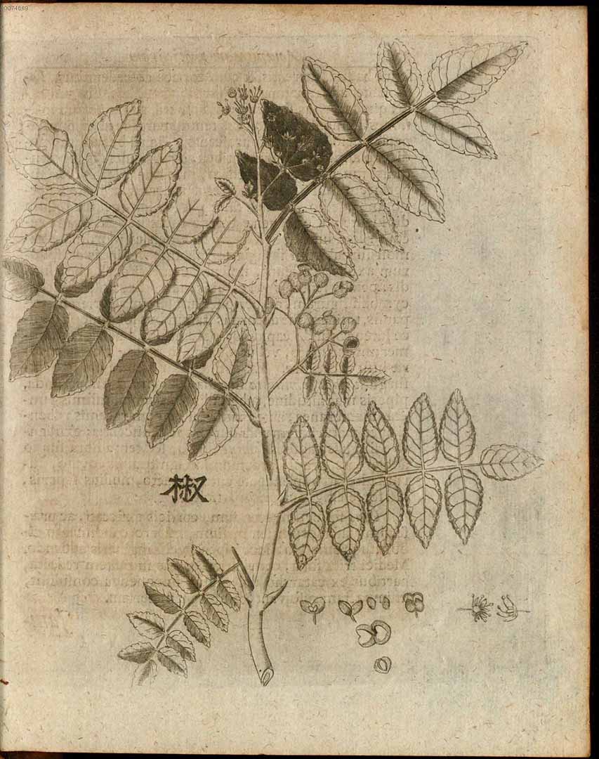 Illustration Zanthoxylum piperitum, Par Kämpher (Kaempfer), E., Amoenitatum exoticarum (1712) Amoen. Exot. t. 85	p. 893 , via plantillustrations 