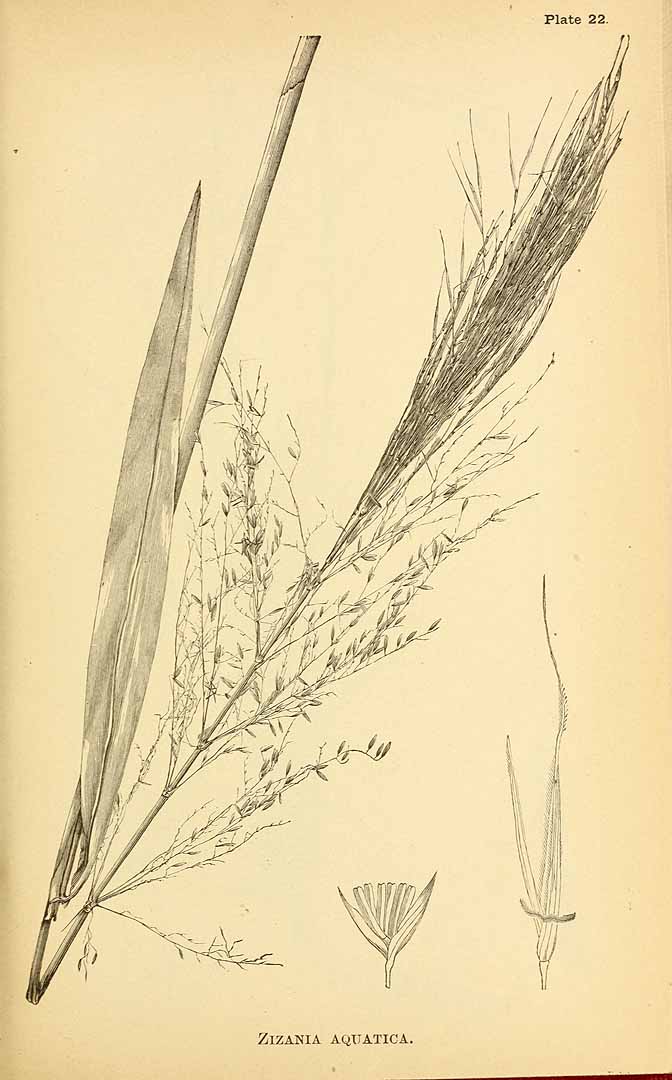 Illustration Zizania aquatica, Par Vasey, G., Richardson, C., agricultural grasses of the United States (1884) Agric. Grass. U.S. (1884) t. 22	p. 47 , via plantillustrations 