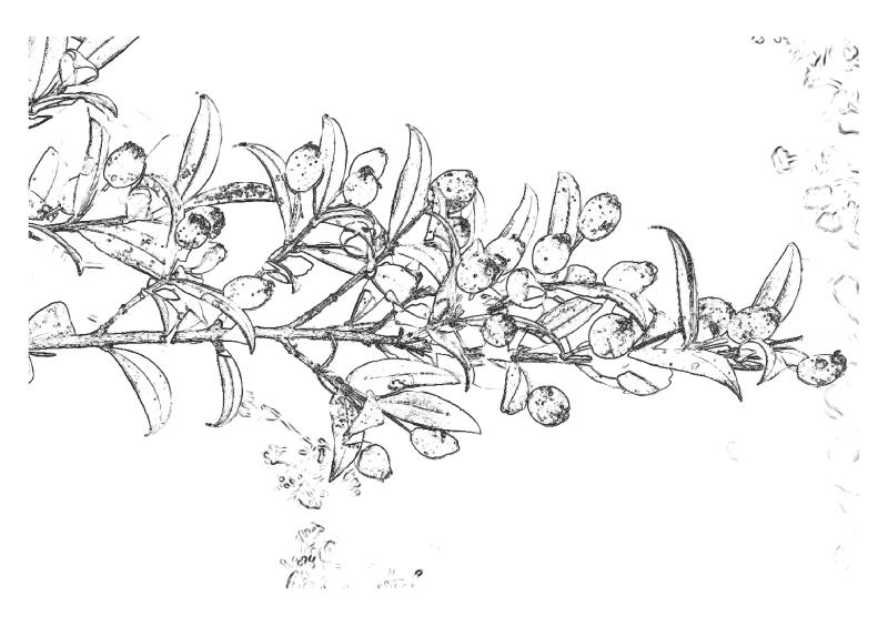 Photo pho13