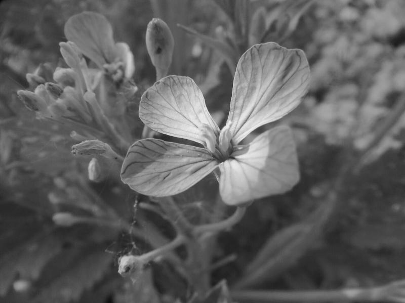 Photo pho43