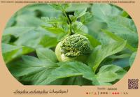 Miniature pho13