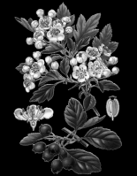 Miniature pho42