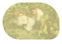 Miniature pho10