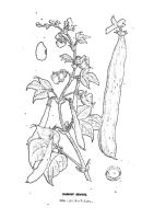 Miniature pho11
