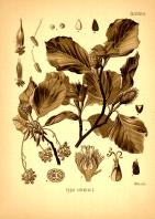 Miniature pho54