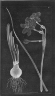 Miniature pho43