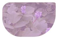 Miniature pho10