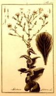 Miniature pho34