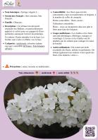 Miniature pho24